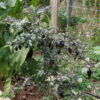 PIMENT<div>Variégata – Image 3