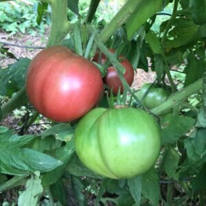 TOMATE<div>Cherokee chocolat