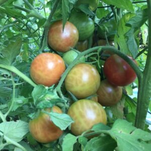 TOMATE<div>De Colgar