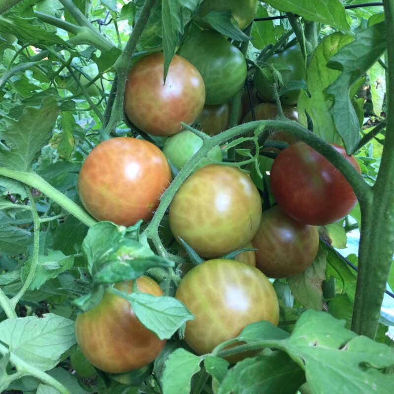 TOMATE<div>De Colgar