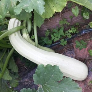 COURGETTE<div>Blanche de Sicile