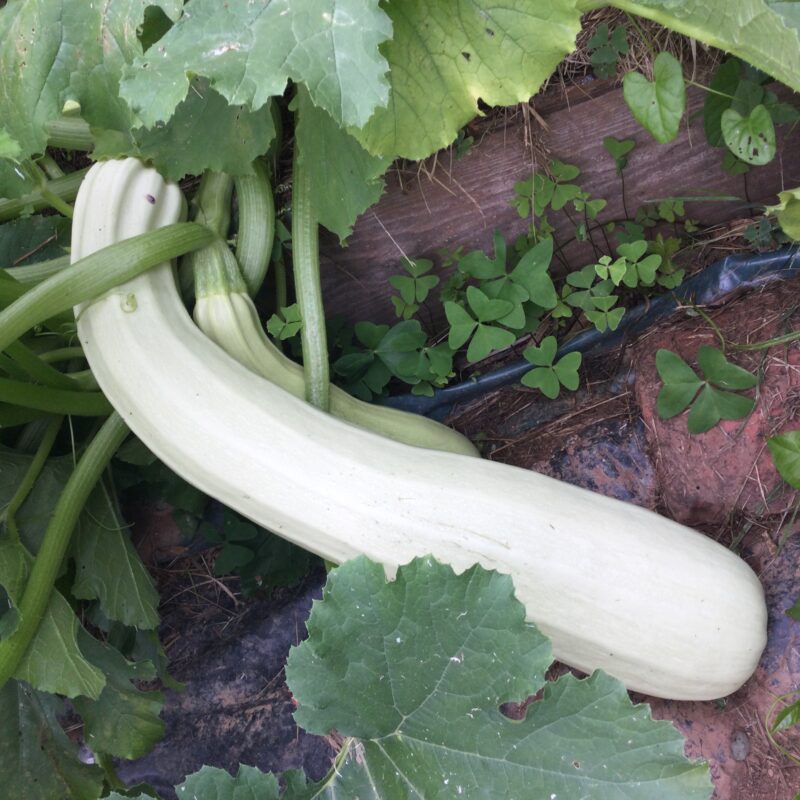 COURGETTE<div>Blanche de Sicile