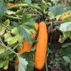 COURGETTE<div>Gold Rush
