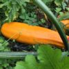 COURGETTE<div>Gold Rush – Image 2
