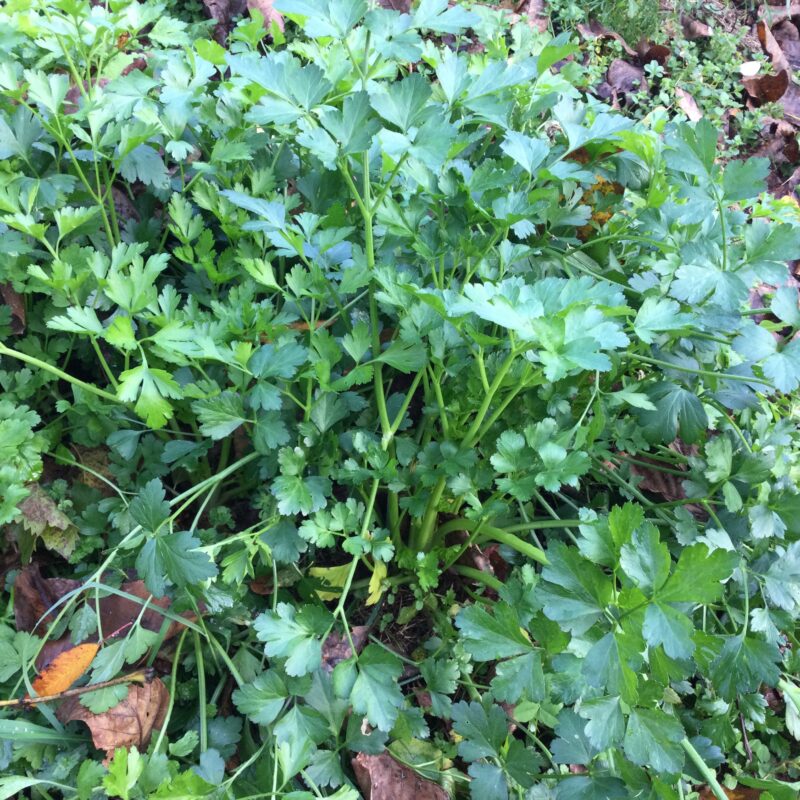 PERSIL<div>Géant d'Italie (Petroselinum crispum)