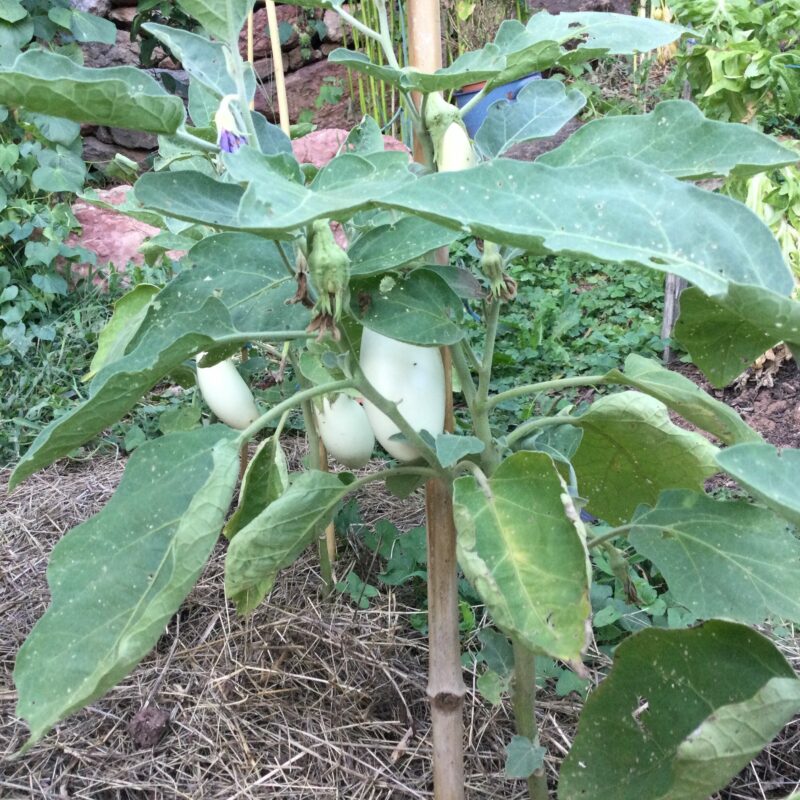 AUBERGINE<div>Demi longue blanche