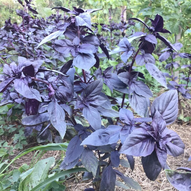 BASILIC<div>Génovese Pourpre (Ocimum basilicum)