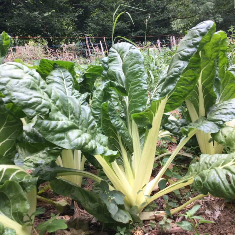 BLETTE<div>A cardes blanches