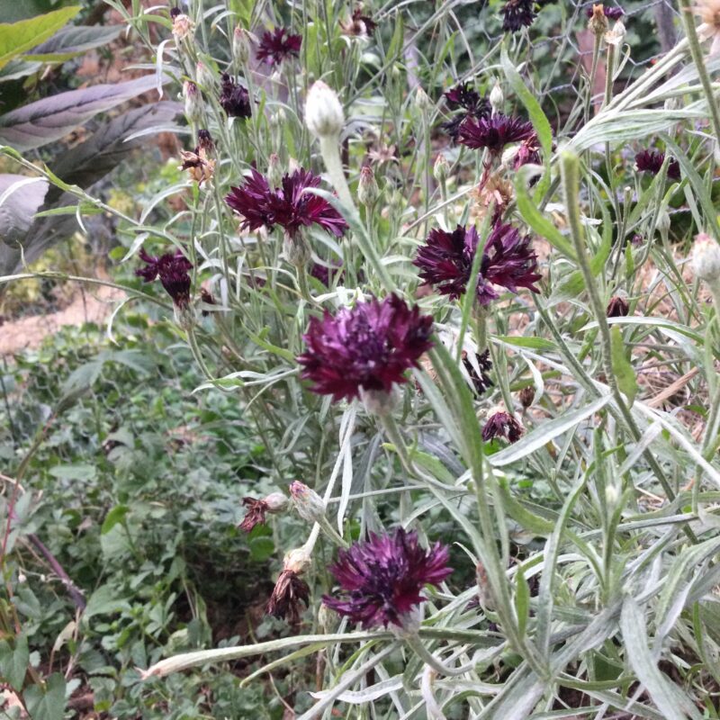 BLEUET<div>Noir Black Ball