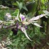 PIMENT<div>Variégata