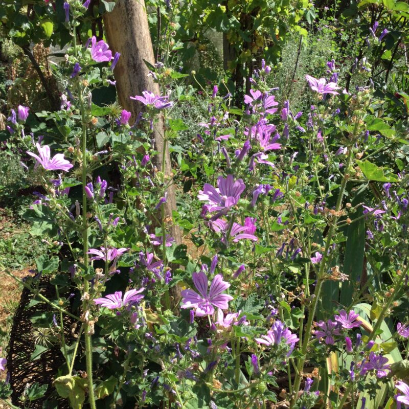 MAUVE<div>Officinale