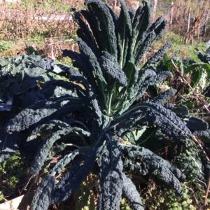 CHOU <div>NOIR DE TOSCANE