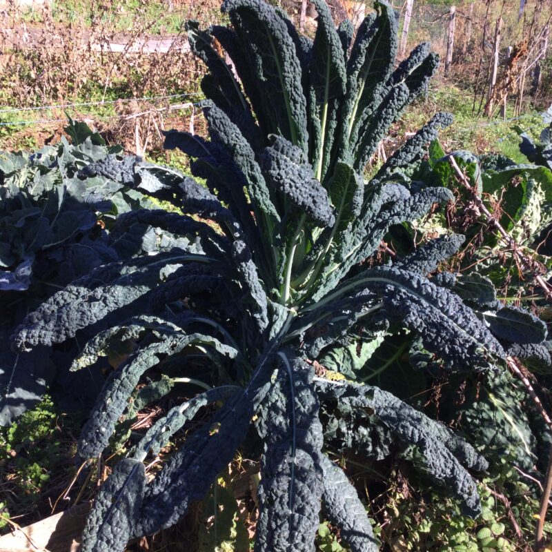 CHOU <div>NOIR DE TOSCANE