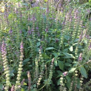 BASILIC SACRE<div>(ocimum bisabolenum)