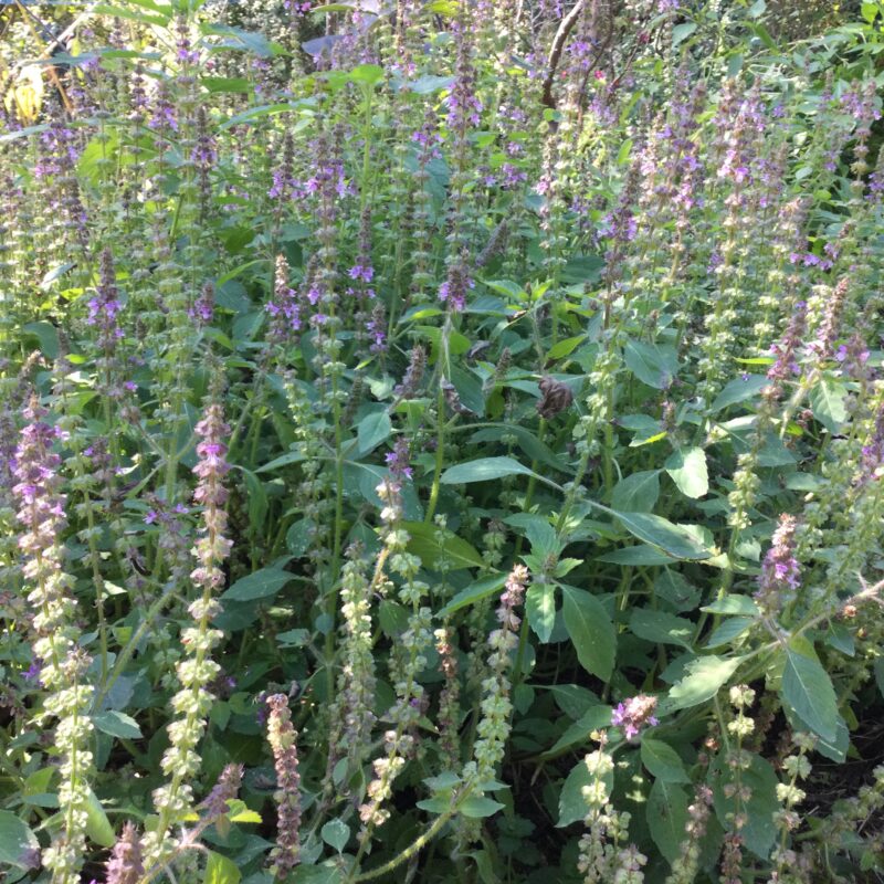 BASILIC SACRE<div>(ocimum bisabolenum)