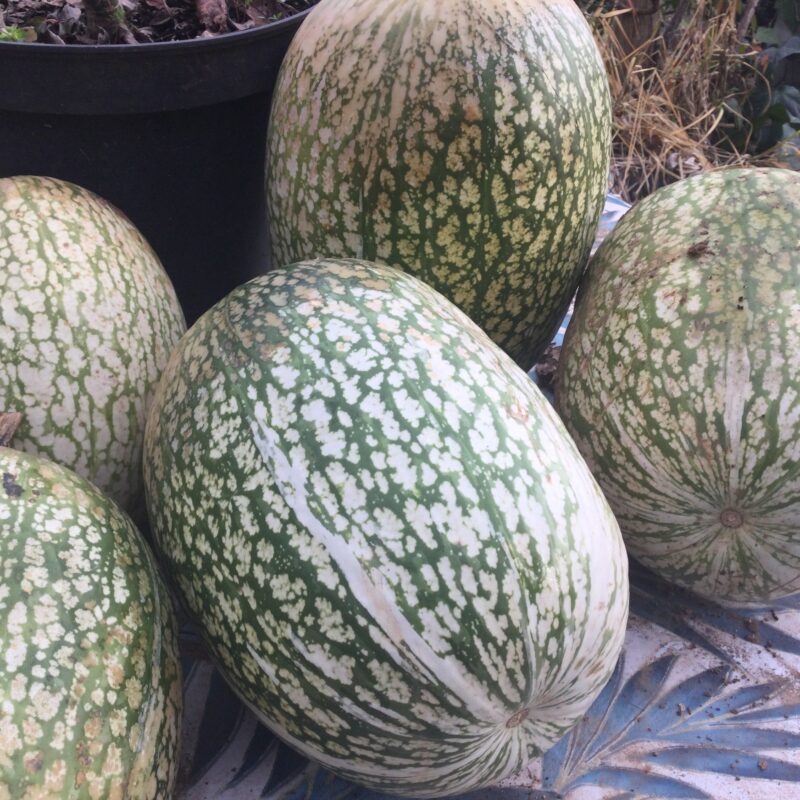 COURGE<div>De Siam