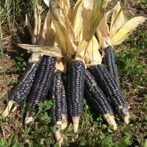 MAÏS DOUX<div>Iroquois noir (Zea mays)