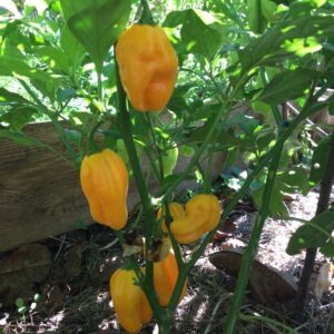 PIMENT<div>Habanero jaune