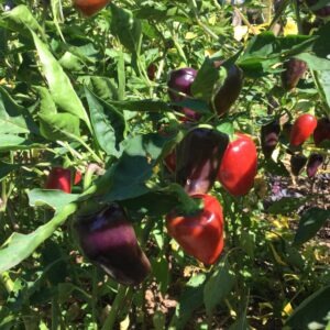 PIMENT<div>Jalapeno purple