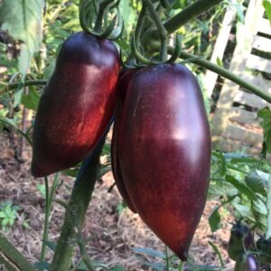 TOMATE<div>Slivka Gurman